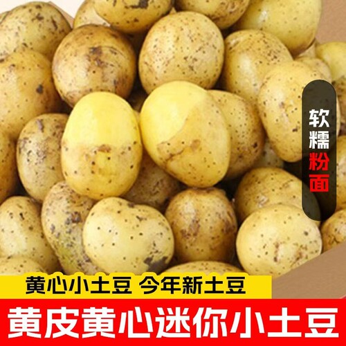 恩施小土豆新鲜高山洋芋