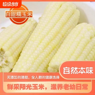东北白甜糯玉米棒特产真空加热即食新鲜甜糯玉米软糯年货粒粒健康