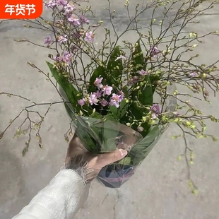 带花苞 16-20支花 粉色梦香兰文心兰适合客厅阳台好养护花卉盆栽