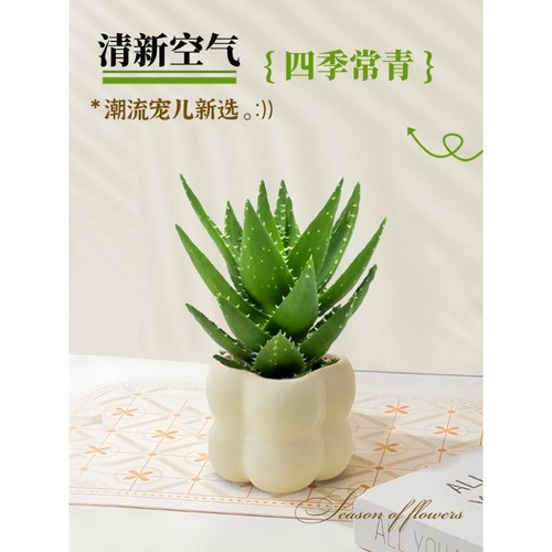 奶油风绿植室内客厅四季好