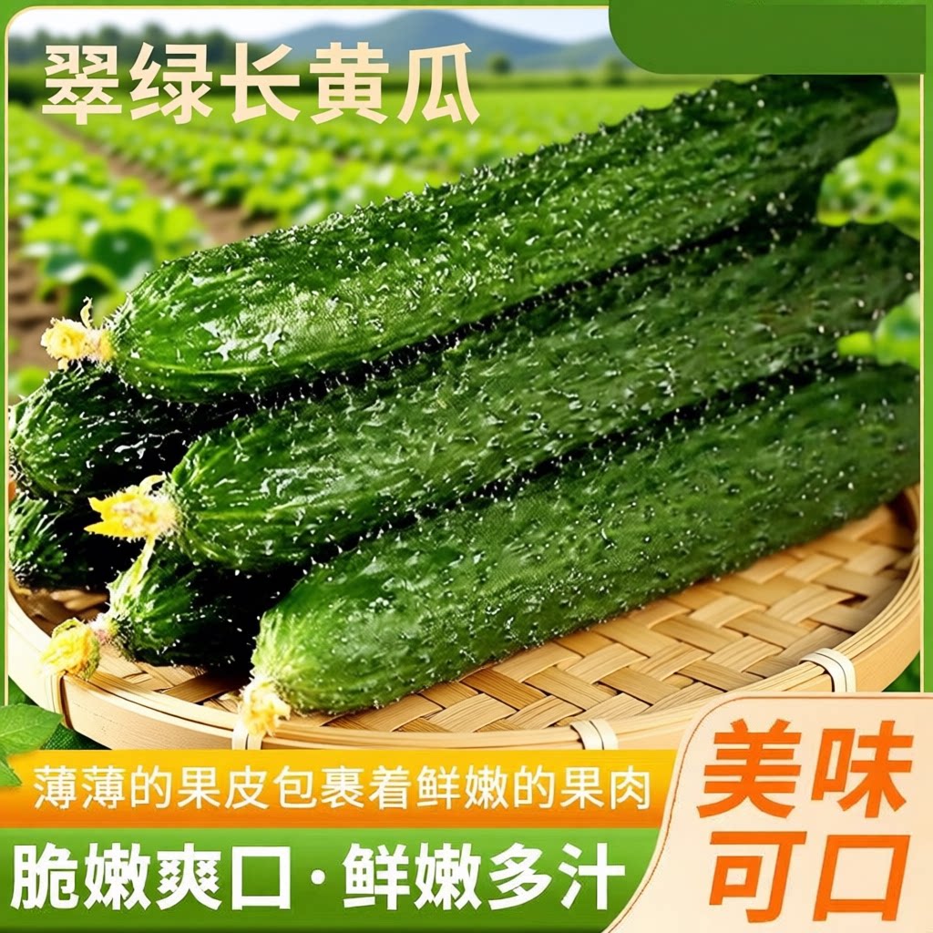 寿光新鲜黄瓜现摘生吃带刺黄瓜农家种植当季山东绿心优质新鲜蔬菜