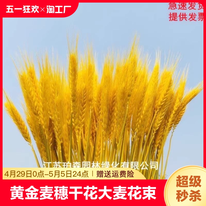 黄金麦穗干花大麦花束装饰客厅小麦送礼插花瓶仿真花摆件开业天然