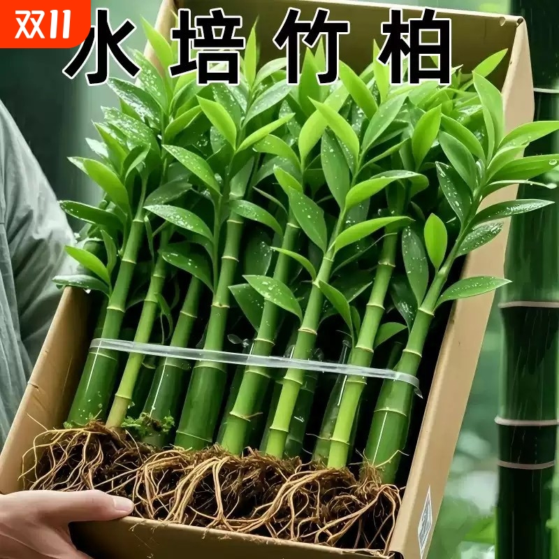 竹柏驱蚁竹水培植物盆栽室内客厅水养花卉绿植水培驱蚁竹四季好养