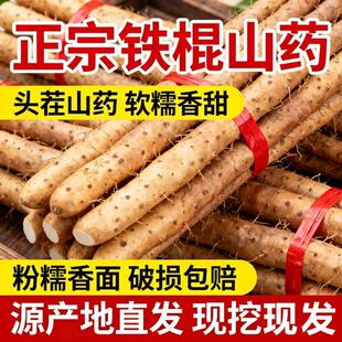 正宗新鲜铁棍山药小白嘴山药淮山药铁杆山药多规格可选直发辅食