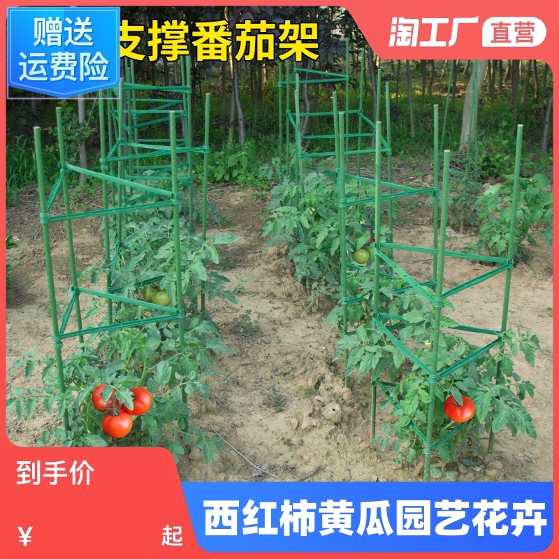 西红柿支架黄瓜爬藤架园艺花卉绿植支撑杆阳台花架固定番茄包塑
