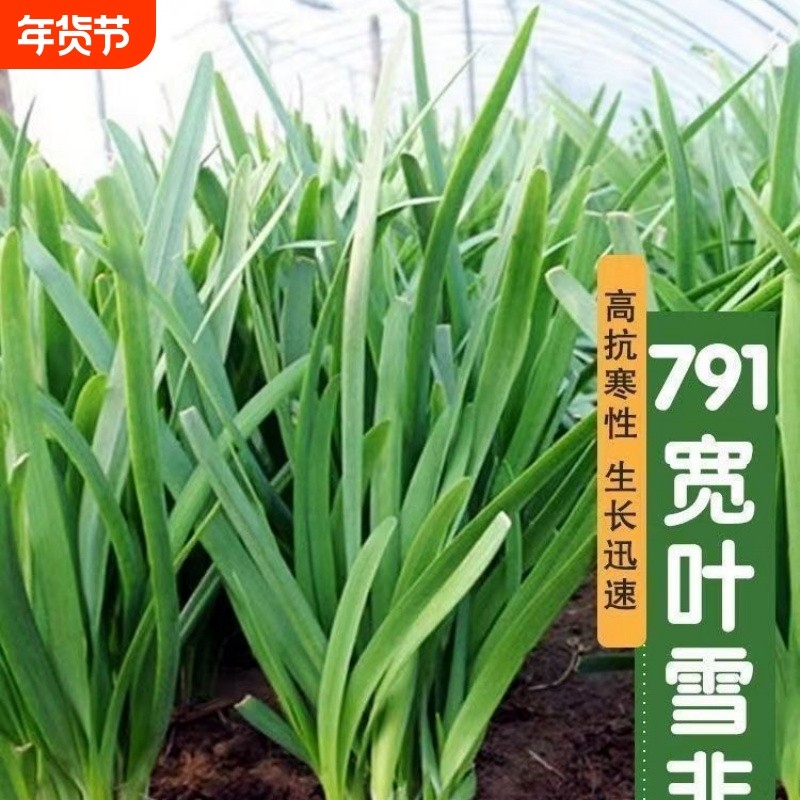 791雪韭王抗病速长香白根不休眠宽韭菜蔬菜种子菜园四季籽种大全
