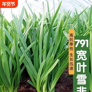 791雪韭王抗病速长香白根不休眠宽韭菜蔬菜种子菜园四季籽种大全
