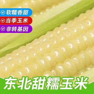 东北香甜白糯玉米新鲜现摘真空装加热即食黏黄糯玉米无糖精粗粮