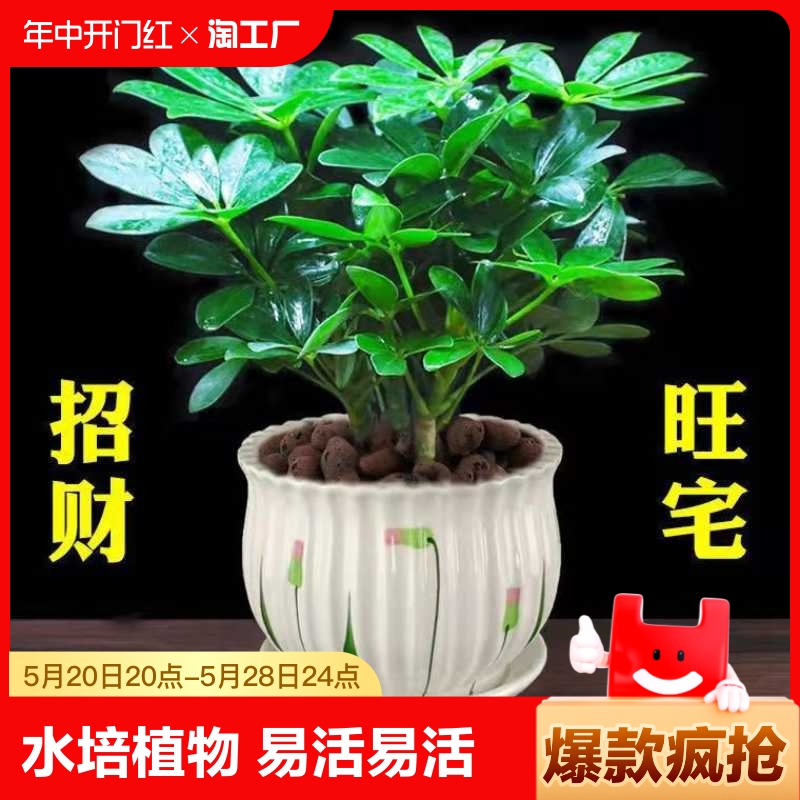 水培盆栽招财树植物八方来财鸭脚木室内绿植花卉发财树客厅易活-封面