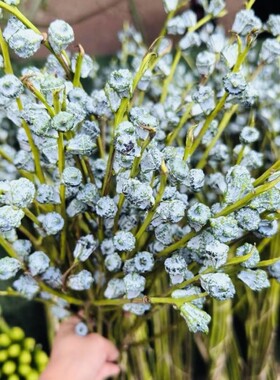 钻石尤加利果鲜切花干真花风干天然客厅摆设云南基地直发花材花瓶