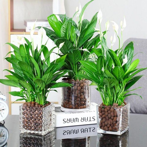 红掌盆栽花卉白掌风顺水培养植物室内好养绿植易活开花白鹤芋方缸