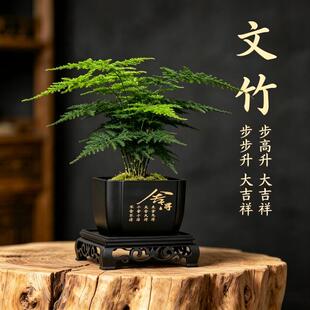 文竹盆栽植物室内客厅盆景办公室桌面花卉云竹迷你小绿植老桩阳台