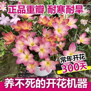 重瓣风雨兰种球胖丽丽球根花苗葱兰韭兰绿化庭院阳台盆栽四季开花