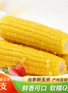 东北黄糯玉米大棒10支装无添加甜糯玉米棒黏玉米早餐苞米低脂粗粮