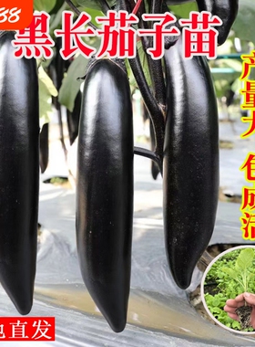 长茄子种籽种子苗圆黑紫色长茄带土嫁接茄苗四季秧苗蔬菜孑秧大全