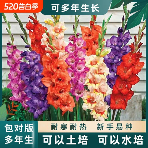 剑兰唐菖蒲小苍兰种球花卉绿植花
