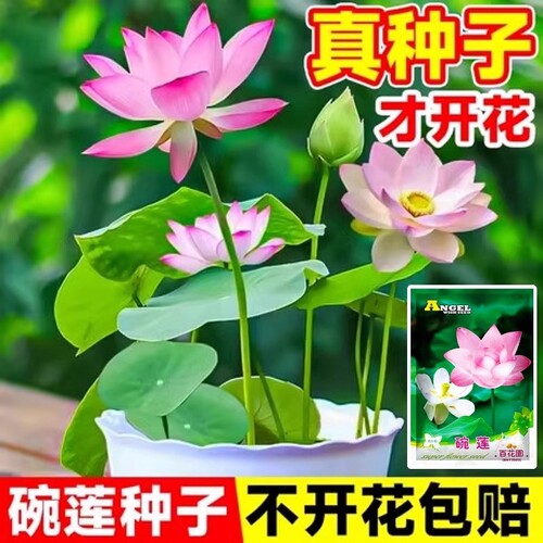 水培碗莲种籽子四季睡莲荷花水养植物室内缸养盆栽铜钱草草籽种孑