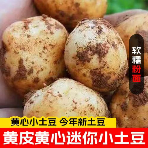 恩施黄心小土豆高山洋芋