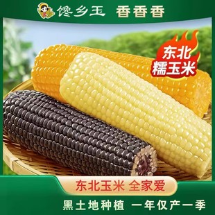 25年新货东北黄白黑糯玉米棒10支真空包装 低脂糯玉米大棒甜黏苞米