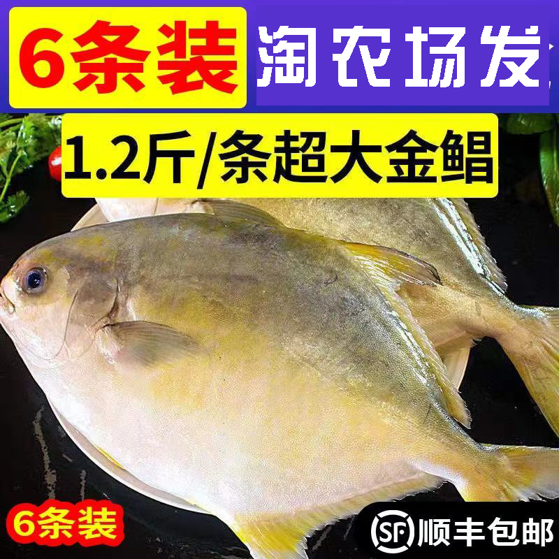 特大号鲳鱼平鱼海捕鲜活冷冻白鲳鱼批发海鲜水产