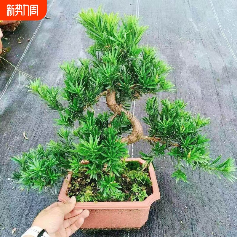 老桩罗汉松大型盆景小叶雀舌造型树苗好养迎客松室内小型桌面盆栽