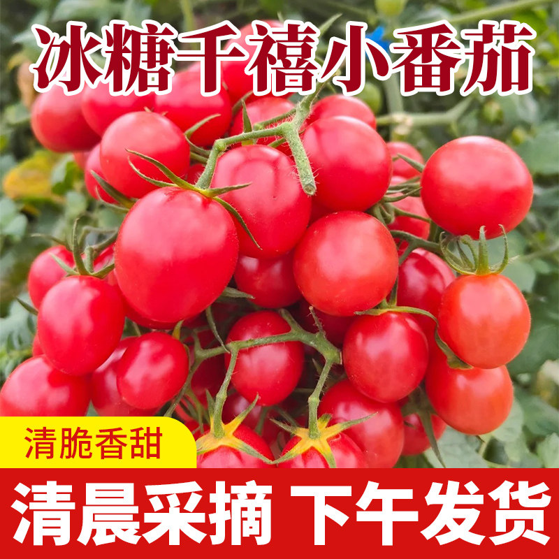 电白千禧小番茄圣女果新鲜水果西红柿4斤皮薄爆汁小樱桃顺丰包邮,水产肉类/新鲜蔬果/熟食,番茄,淘宝优惠券,粉丝福利购,淘宝优惠卷