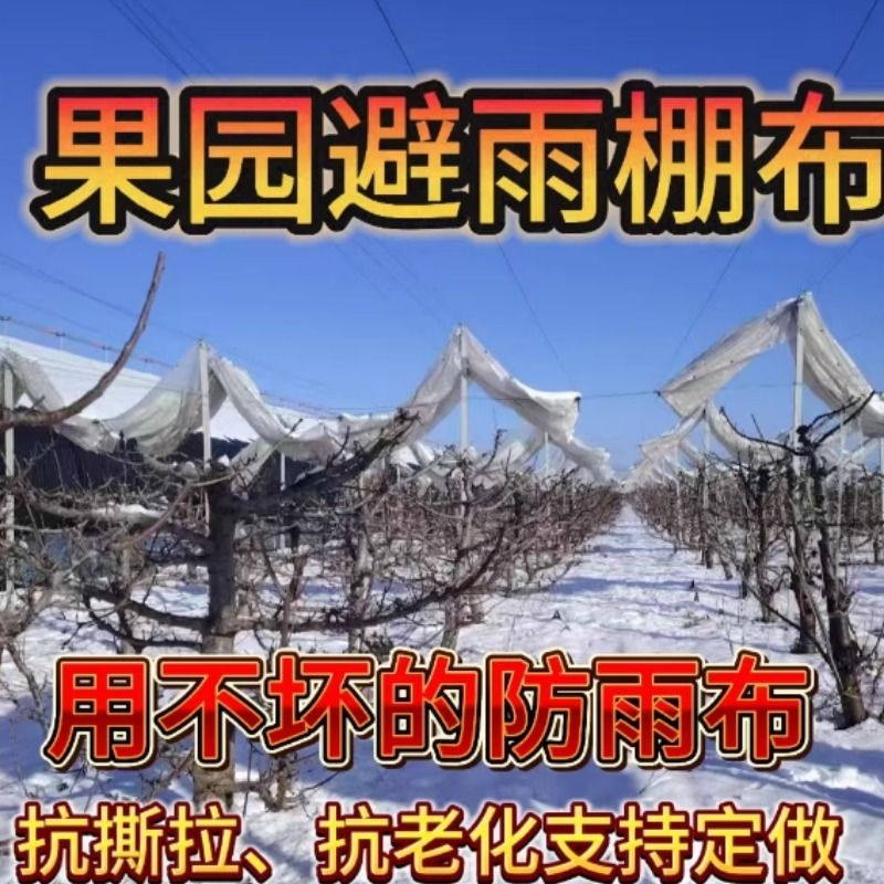 樱桃防雨布透明布加厚户外避雨棚