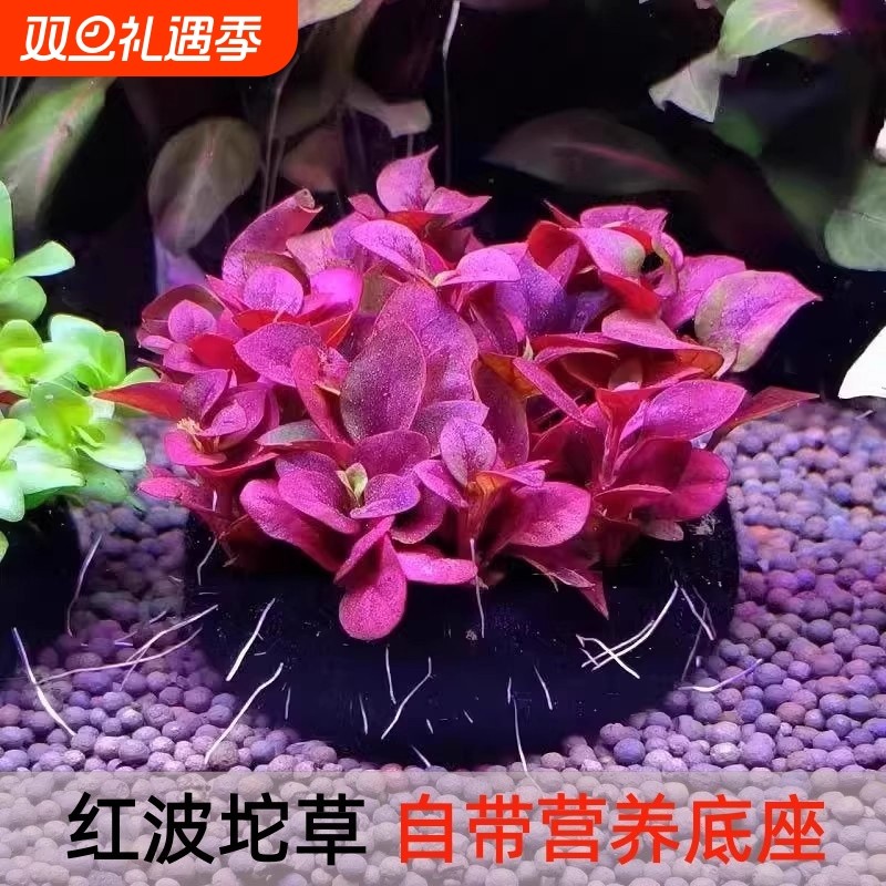 红波坨草自带营养底座鱼缸造景躲避水草绿波红色阴性新手淡水草