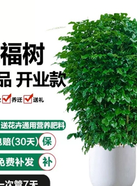 【包养活】幸福树客厅盆栽大型绿植净化空气好养吸收甲醛幸福树