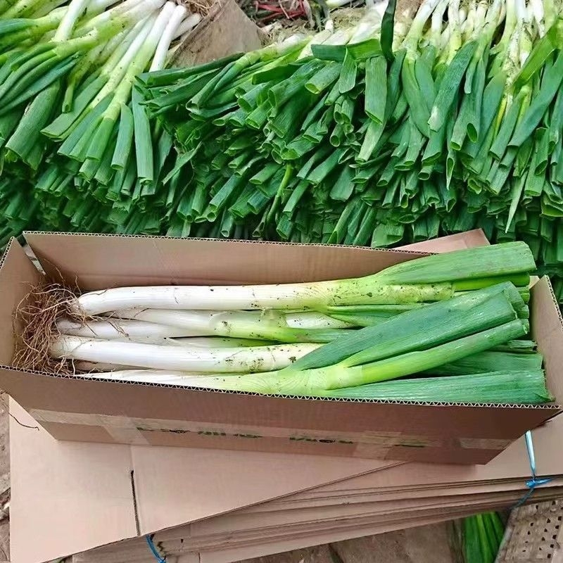 正宗东北大葱新鲜大葱带皮大葱批发价大葱辣葱现摘大葱5斤蘸酱菜