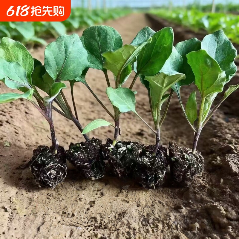 杭茄一号秧苗茄子苗长茄蔬菜种子大全长茄子长线茄子混合茄子绿植