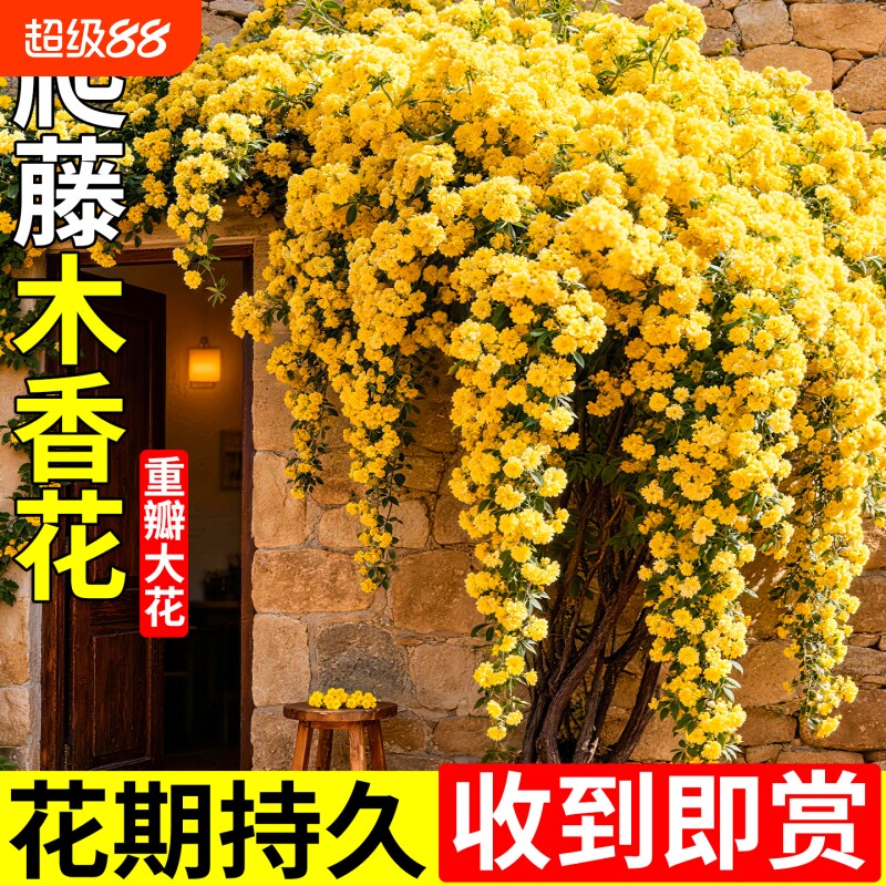 黄木香花苗爬藤四季老桩苗图片