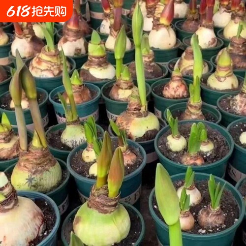 荷兰进口重瓣朱顶红种球室内外盆栽花卉值物易活特大开花种植花盆