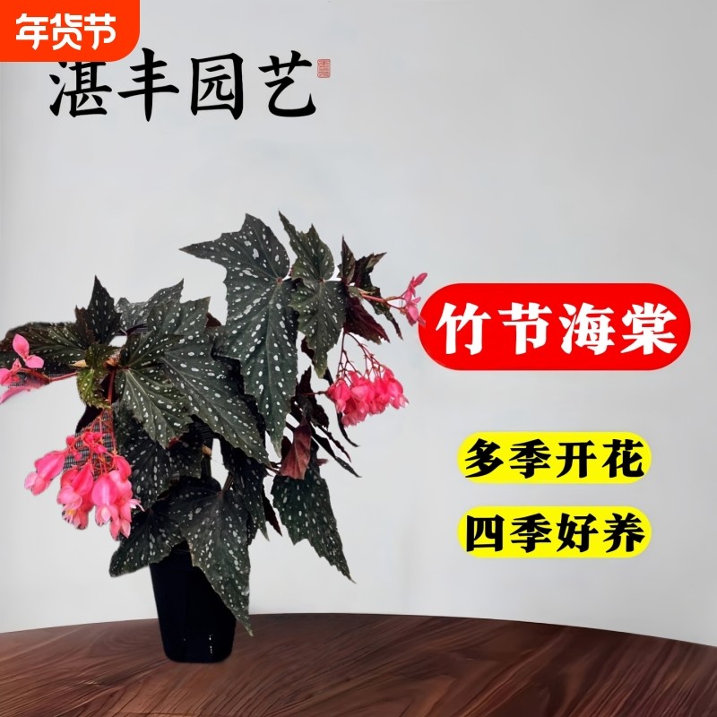 竹节海棠花卉盆栽大叶易活四季阳台秋海棠绿植物好养室内开花大花