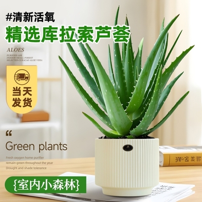 库拉索芦荟盆栽净化空气绿植