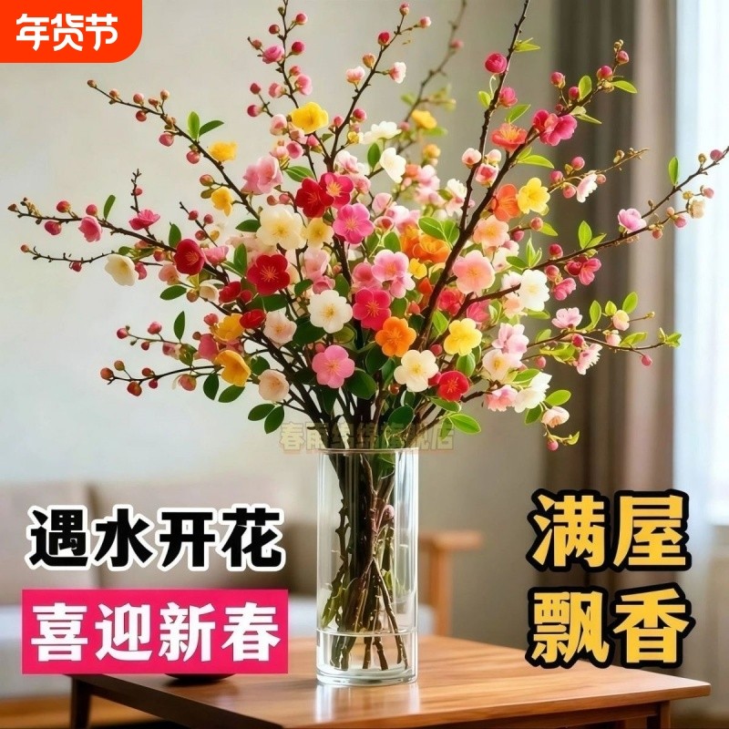 遇水开花鲜枝浓香型水培梅花枝带花苞室内耐寒花卉绿植客厅阳台
