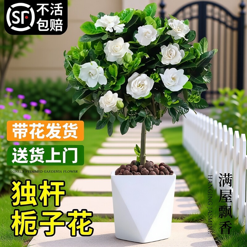 独杆棒棒糖栀子花盆栽老桩带花苞树苗四季开花绿植室内外好养花卉