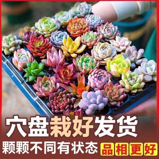 多肉植物批发多肉组合盆栽套餐栽好发货肉肉植物绿植组合石莲花