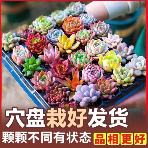多肉植物批发多肉组合盆栽套餐栽好发货肉肉植物绿植组合石莲花