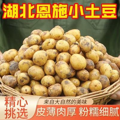 2025年新货恩施小土豆新鲜马铃薯农家自种洋芋当季蔬菜