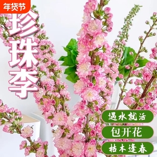 植物室内好养遇水开花网红干支珍珠李水培植耐寒水培植物水养新年