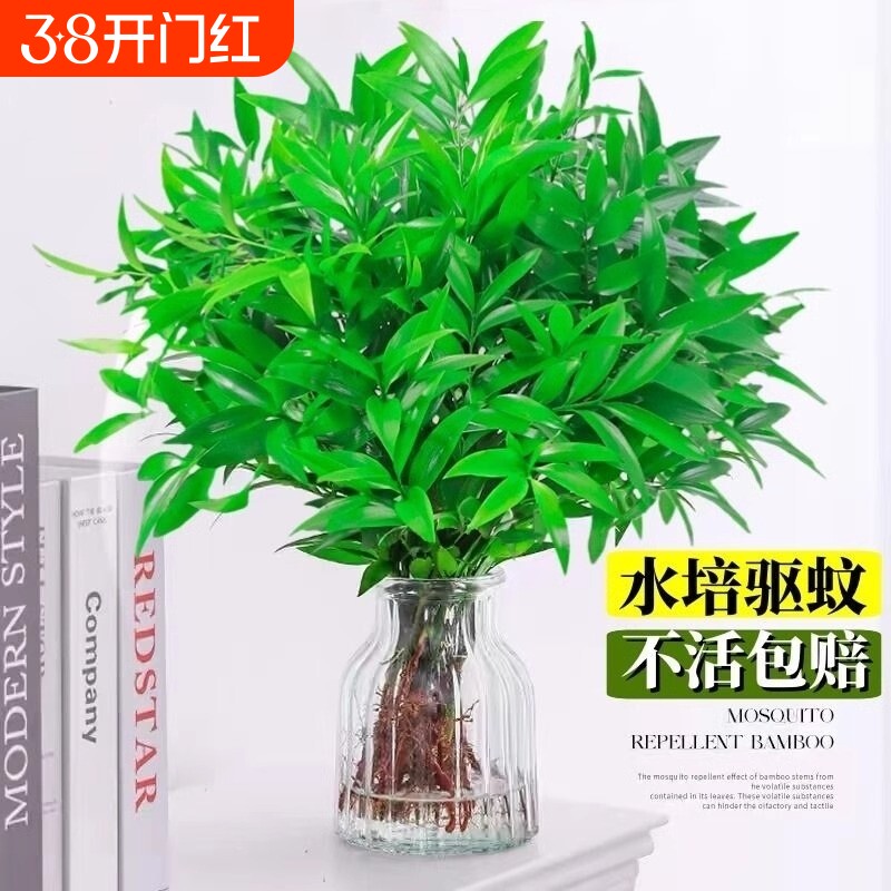 驱蚊竹柏水培桌面植物盆栽绿植室内花卉客厅好养四季常青水养摆放