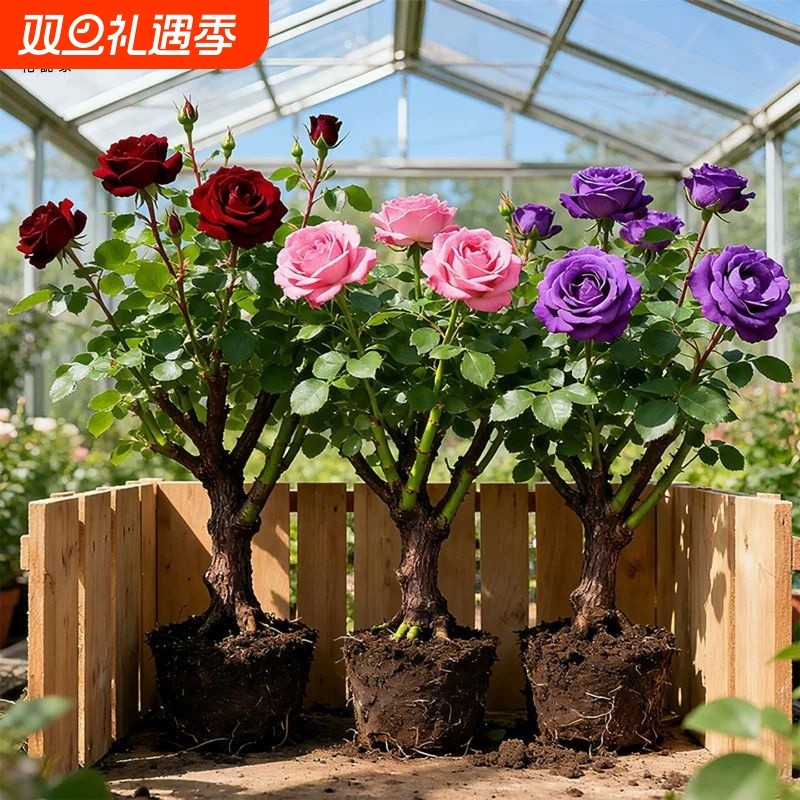 玫瑰花苗老桩浓香型好养活花卉盆栽阳台庭院耐寒四季循环开花
