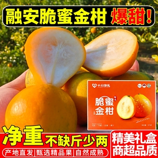 正宗广西脆蜜金柑融安金桔水果金桔纯甜第三代5A级果王礼盒装爆汁