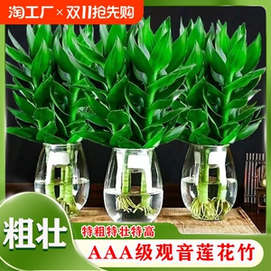 观音竹富贵竹水培植物带根花卉绿植绿萝室内盆栽转运竹子水养好养
