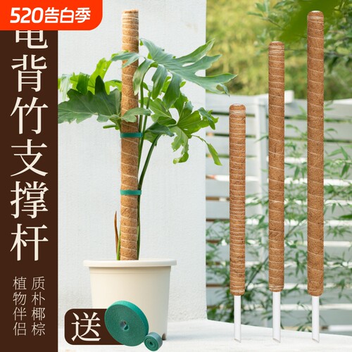 龟背竹支撑杆植物绿萝攀爬柱爬藤固定神器棕榈椰棕柱老桩防倒专用