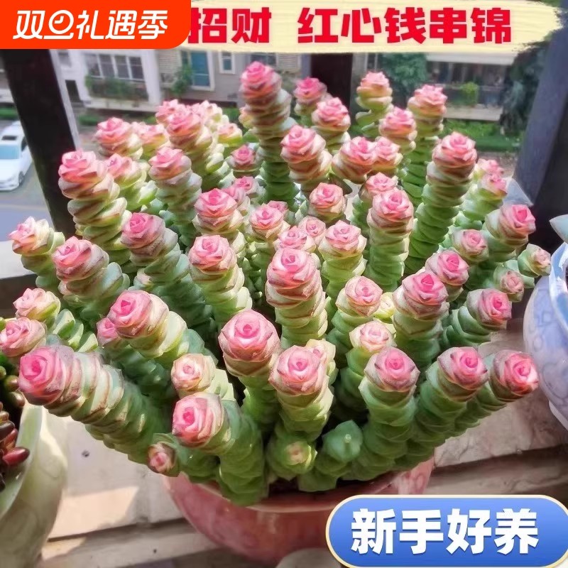 钱串串多肉彩色植物室内阳台盆栽花卉绿植老桩钱串子肉肉桌面鲜花