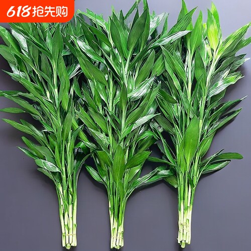 大叶富贵竹水培植物客厅招财装饰