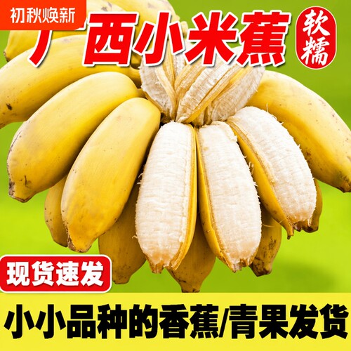农家现摘广西小米蕉迷你香蕉应季时令新鲜水果拇指鸡蕉小香蕉各地