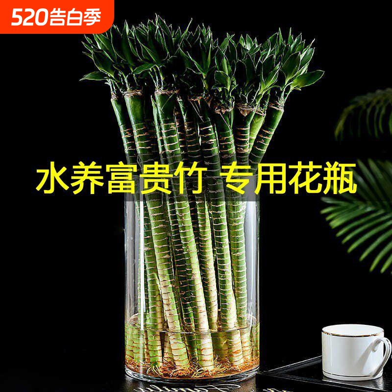 适合龙竹富贵竹的玻璃花瓶50水养培转运观音竹插桌面绿植家用开运